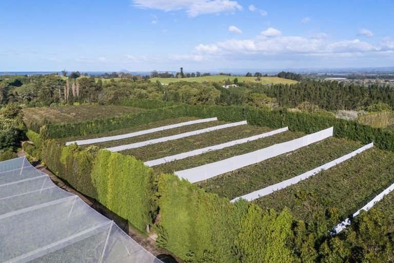 Photo of property in 416 State Highway 2, Tahawai, Katikati, 3170