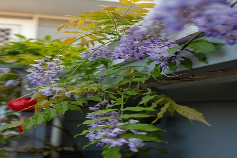 Photo of property in 12 Helena Street, Massey, Auckland, 0614