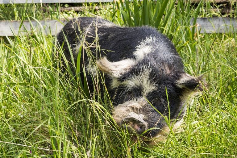 Photo of property in 41 Sandon Road, Feilding, 4702