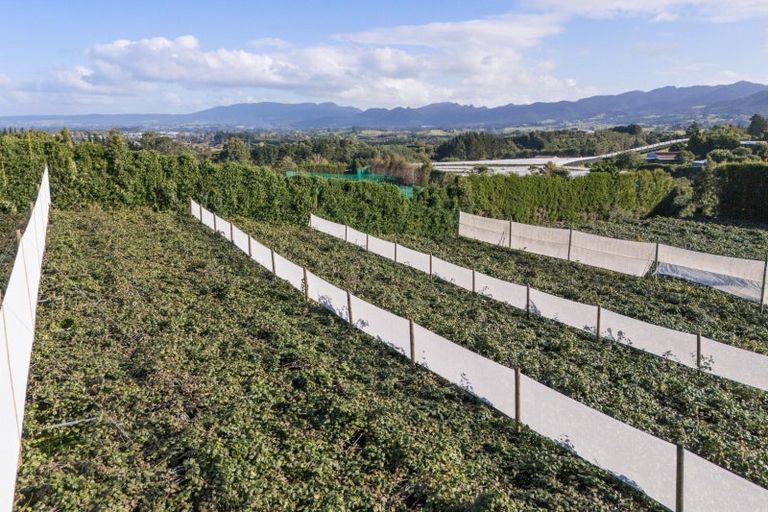 Photo of property in 416 State Highway 2, Tahawai, Katikati, 3170