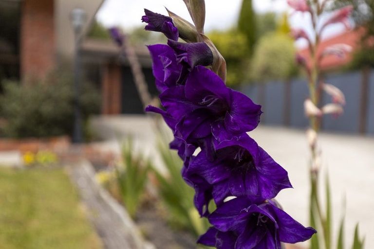 Photo of property in 17 Morrington Terrace, Witherlea, Blenheim, 7201