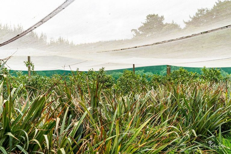 Photo of property in 70 Rototuna Road, Pouto, Te Kopuru, 0391