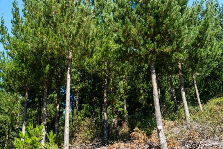 Photo of property in 96 Sunridge Park Road, Morrinsville, 3375