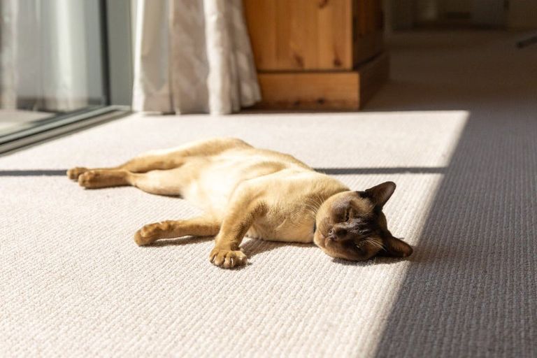 Photo of property in 46 Highgate Drive, Rangiora, 7400