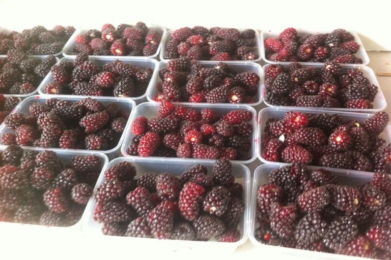 Photo of property in 781 Outram-mosgiel Road, Riverside, Mosgiel, 9073