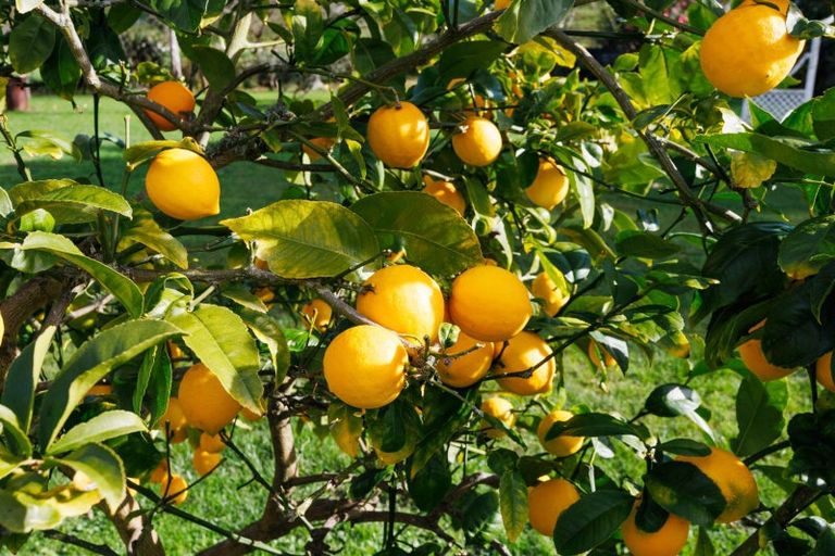 Photo of property in 175 Oxford Street, Ashhurst, 4810