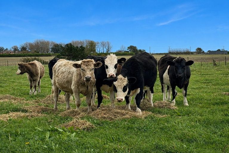 Photo of property in 105 Mawhitiwhiti Road, Normanby, Hawera, 4675