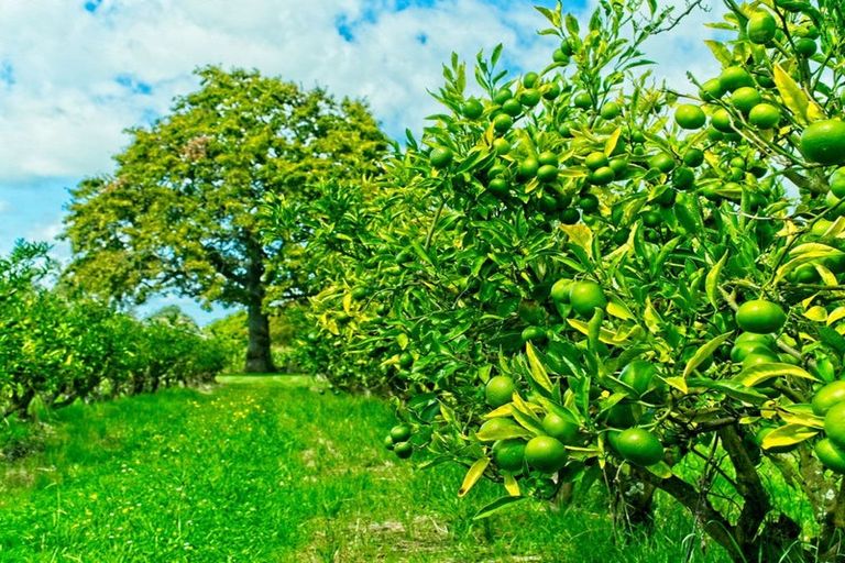 Photo of property in 134 Kaimoe Road, Patutahi, Gisborne, 4072