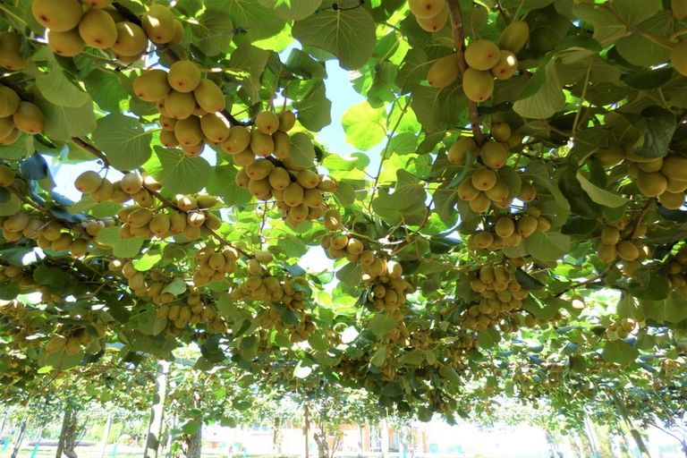 Photo of property in 266a Old Coach Road, Paengaroa, Te Puke, 3189