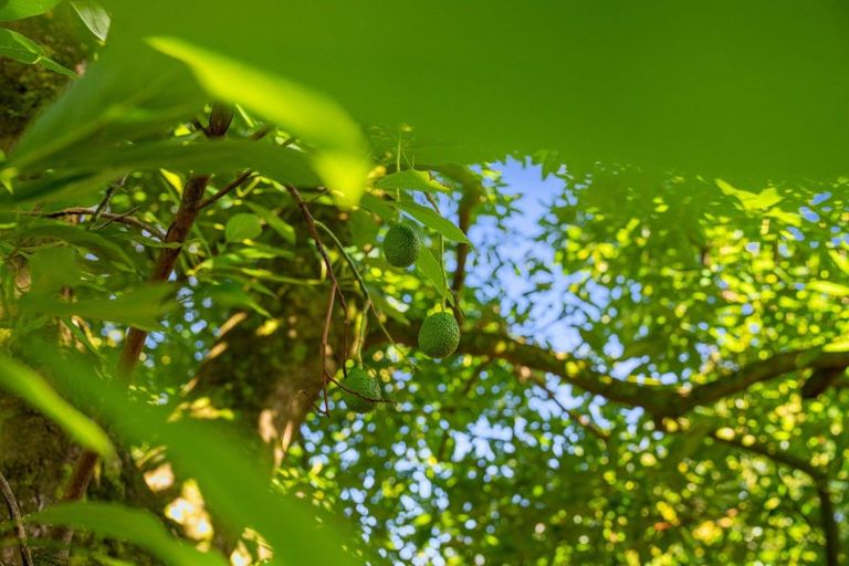 Photo of property in 204a No 2 Road, Te Puke, 3182