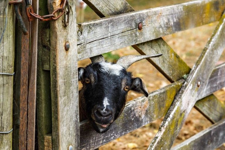 Photo of property in 232 Rimmer Road, Helensville, 0875