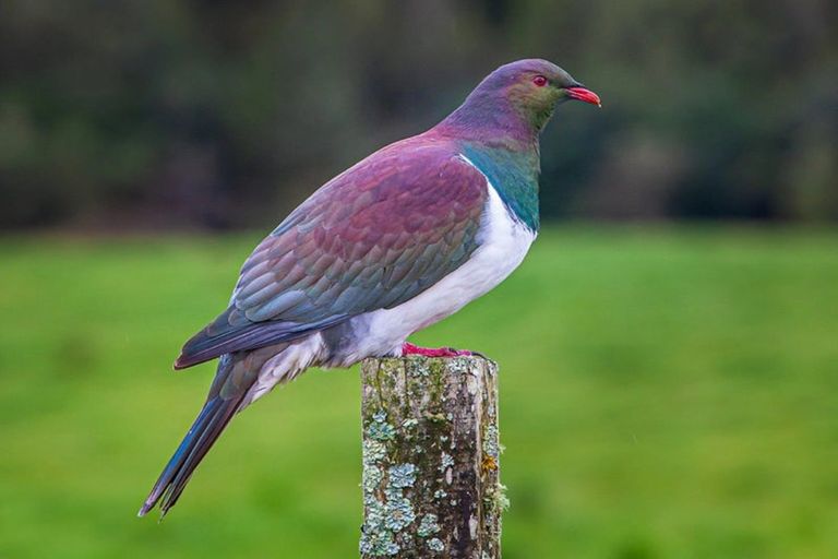 Photo of property in 1808b State Highway 1, Marton, 4787