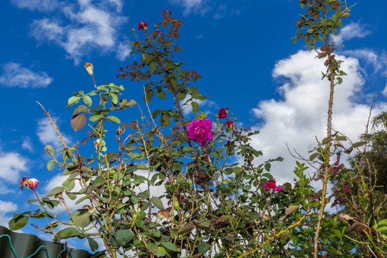 Photo of property in 19 Haylock Grove, Totara Park, Upper Hutt, 5018