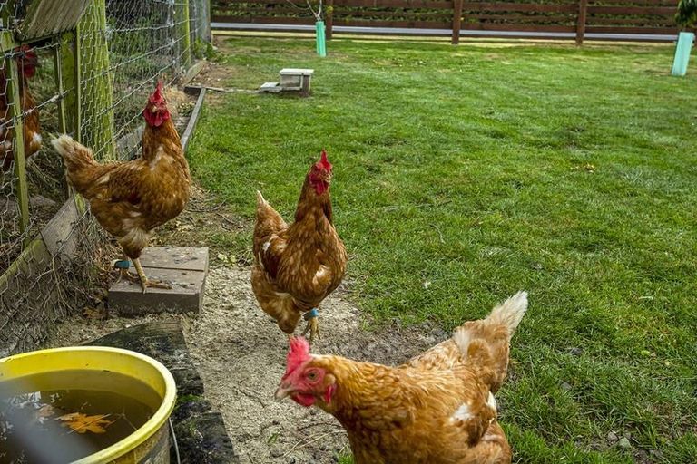 Photo of property in 41 Hazlett Road, Mosgiel, 9092