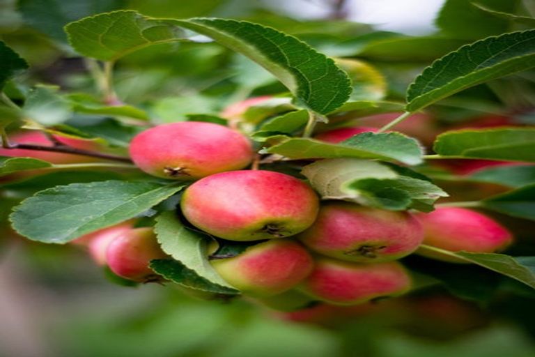 Photo of property in 76 Sunderland Street, Clyde, 9330