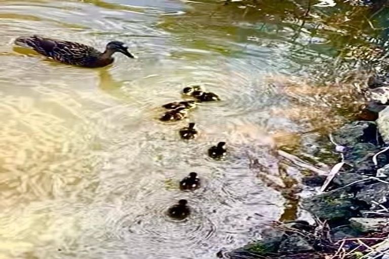 Photo of property in 15 Alderton Drive, Kerikeri, 0230