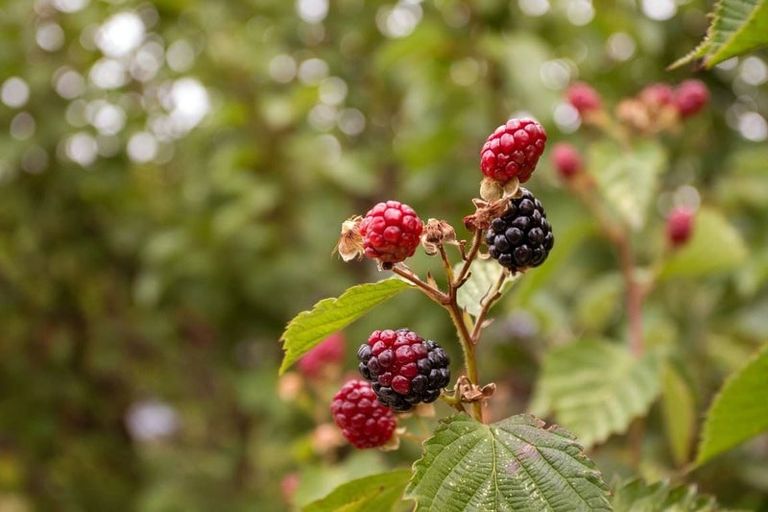 Photo of property in 19 Courtenay Street, St Albans, Christchurch, 8014