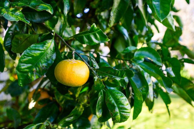 Photo of property in 76 Worcester Street, Ashhurst, 4810