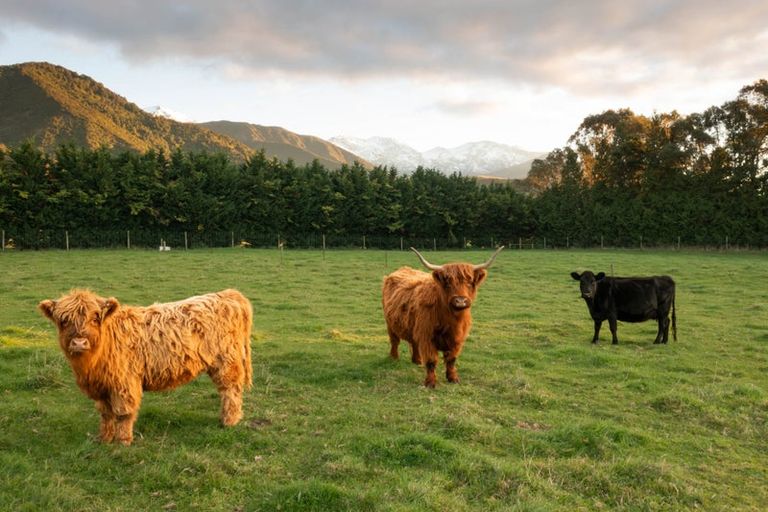 Photo of property in 22 Koura Bay Drive, Hapuku, Kaikoura, 7371