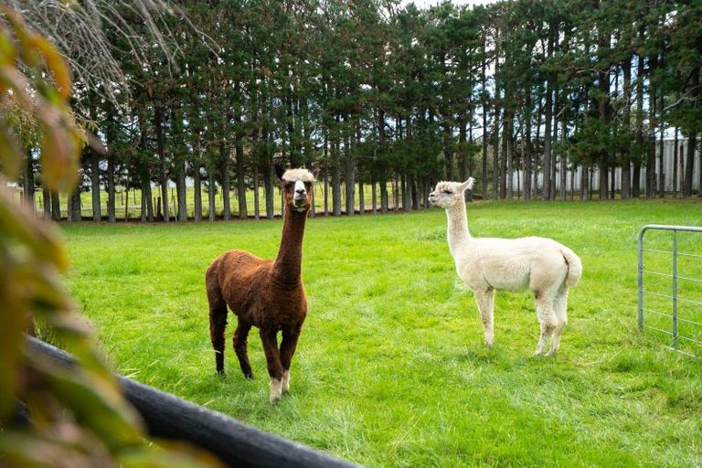 Photo of property in 12a Chitty Road, Tauwhare, Hamilton, 3287