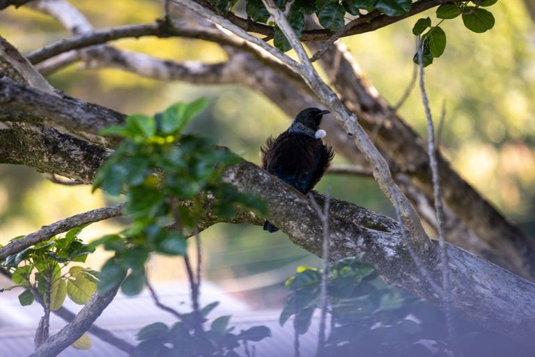 Photo of property in 3 Leigh Road, Leigh, 0985