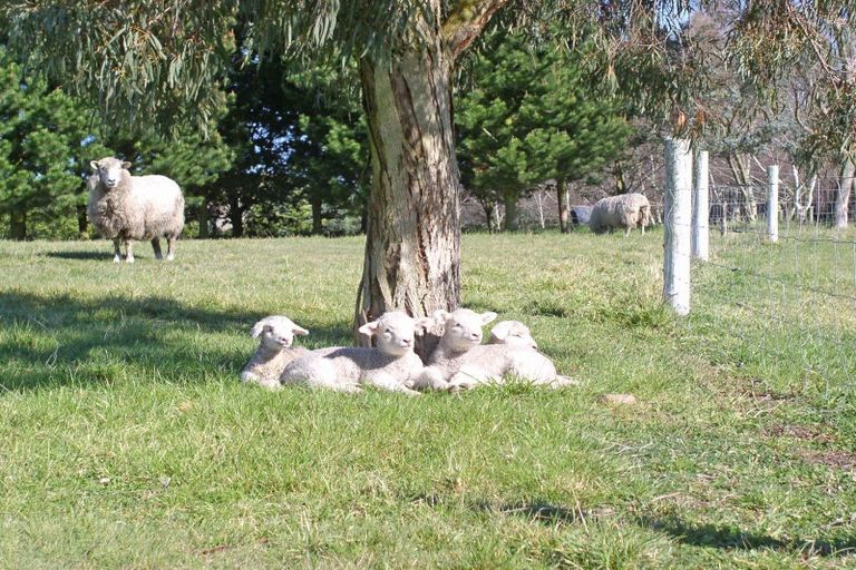 Photo of property in 31 Whitewood Crescent, West Melton, Christchurch, 7675