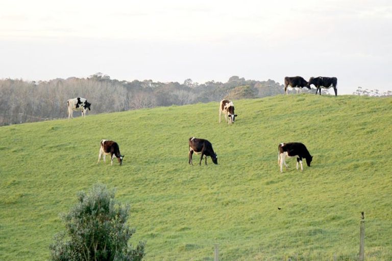 Photo of property in 78c Hyland Place, Waiuku, 2681