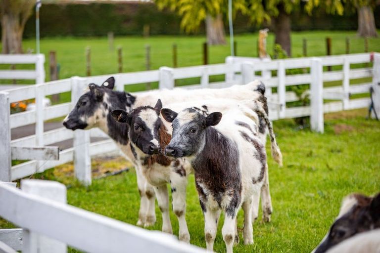 Photo of property in 976 State Highway 26, Eureka, Hamilton, 3286