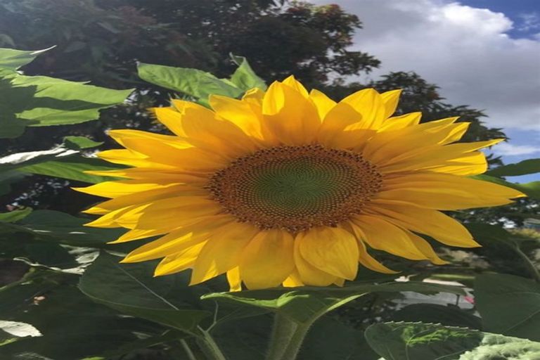 Photo of property in 10 Te Kanawa Crescent, Henderson, Auckland, 0610