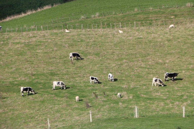 Photo of property in 17 Hill Street, Te Kuiti, 3910