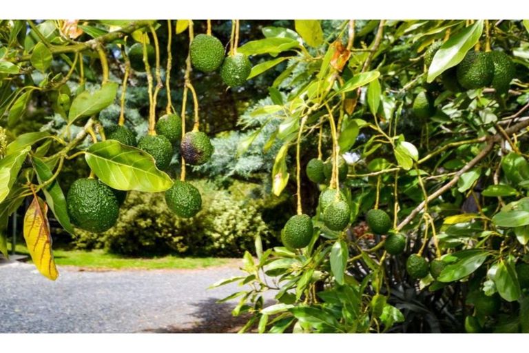 Photo of property in 15 Quinces Landing, Kerikeri, 0293