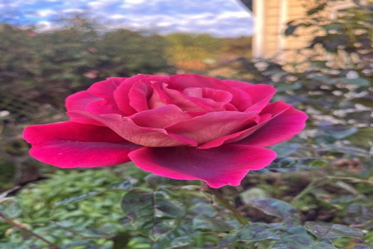 Photo of property in 5 Jessie Street, Maia, Dunedin, 9022