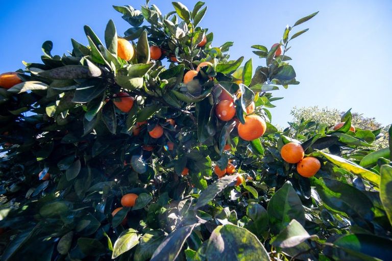 Photo of property in 24 Pethybridge Street, Motueka, 7120