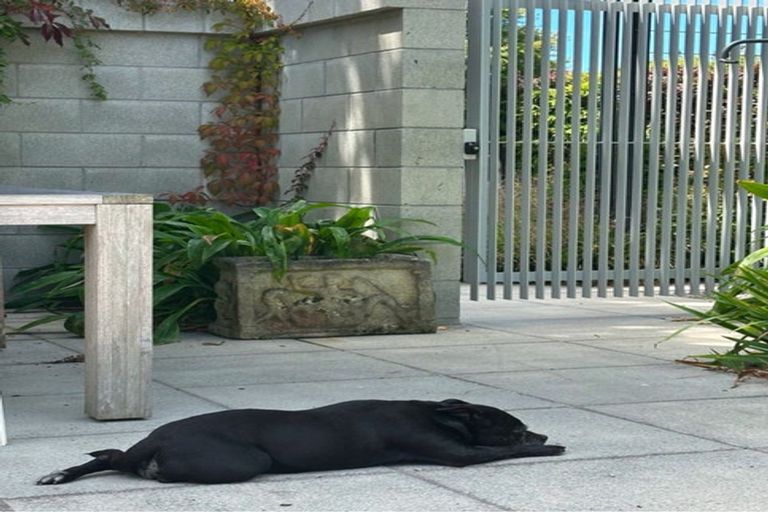 Photo of property in 218 Woodham Road, Linwood, Christchurch, 8062