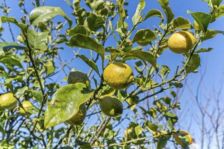 Photo of property in 6 Buckland Place, Spotswood, New Plymouth, 4310