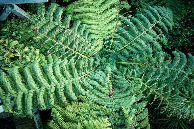 Photo of property in 77 Palliser Road, Roseneath, Wellington, 6011