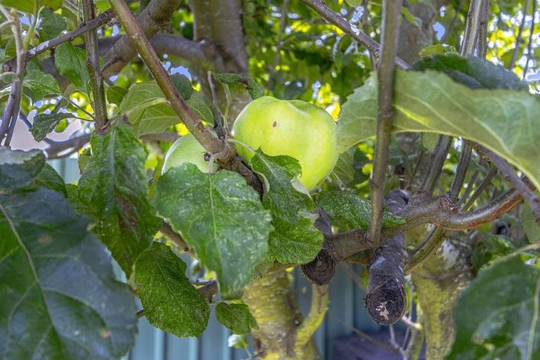 Photo of property in 50 Colman Avenue, Sockburn, Christchurch, 8042