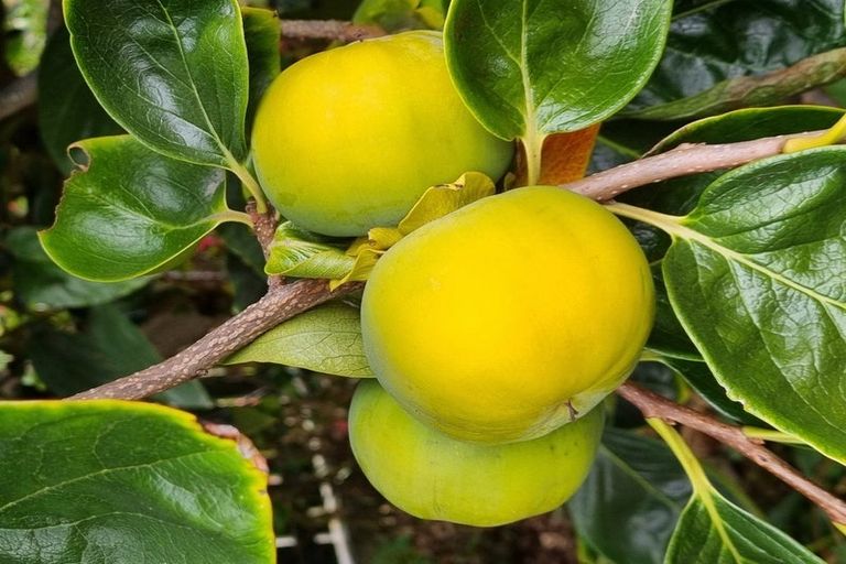 Photo of property in 143 Torquay Street, Kaikoura, 7300