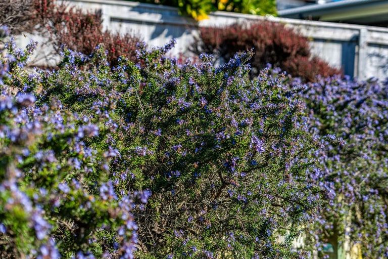 Photo of property in 41 John Burke Drive, Aotea, Porirua, 5024