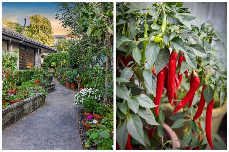 Photo of property in 53 Rexford Heights, Pyes Pa, Tauranga, 3112