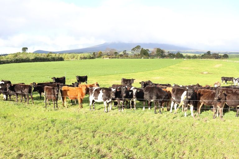 Photo of property in 192 Dover Road, Okato, New Plymouth, 4374