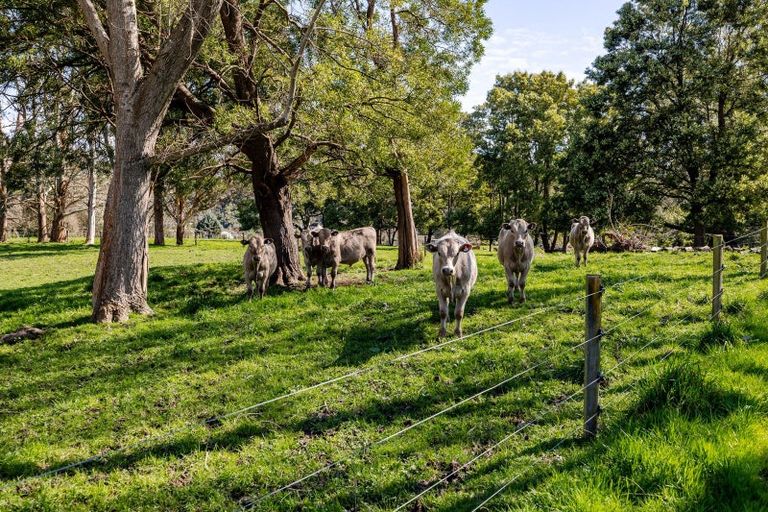 Photo of property in 180 Pukemiku Road, Mangamutu, Pahiatua, 4983