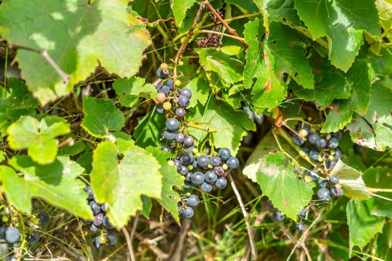 Photo of property in 6 Cruickshank Road, Clouston Park, Upper Hutt, 5018