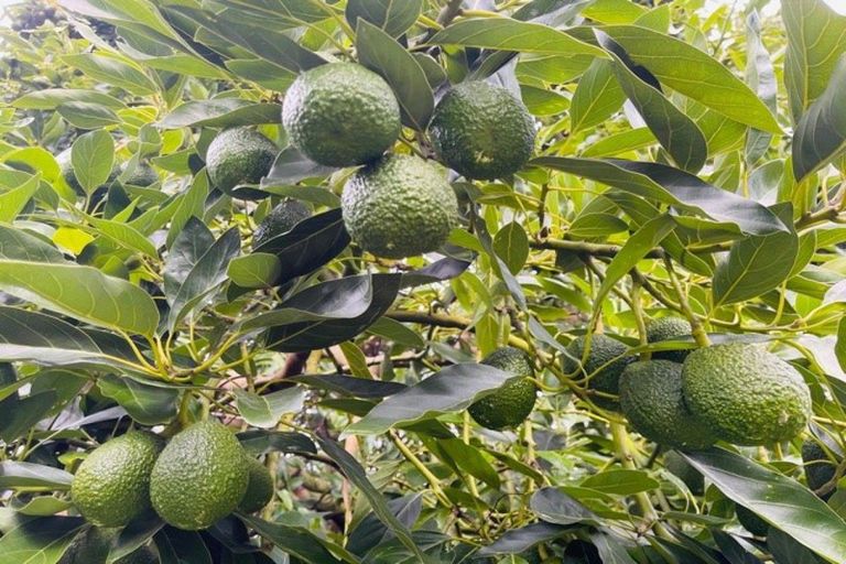 Photo of property in 330 No 2 Road, Te Puke, 3182