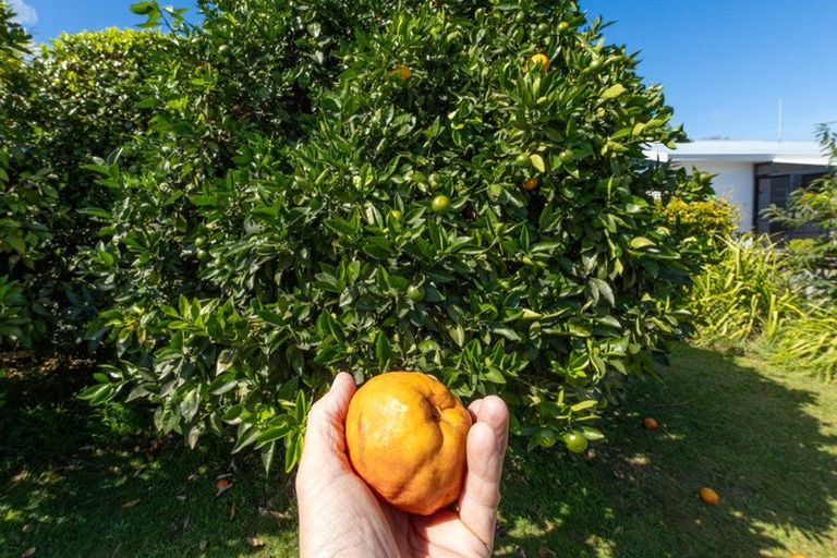 Photo of property in 33 Clarke Avenue, Te Aroha, 3320