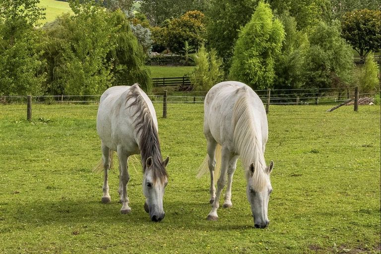 Photo of property in 39 Lara Lane, Kaiwaka, 0573