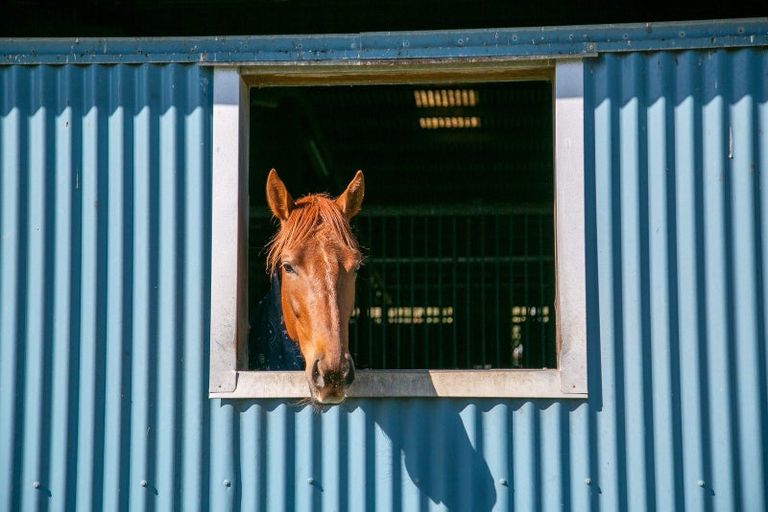 Photo of property in 49 Racecourse Road, Cambridge, 3493