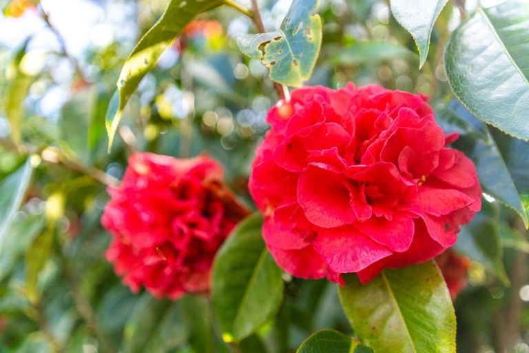 Photo of property in 58 Old Waipu Road, Mangawhai, 0505