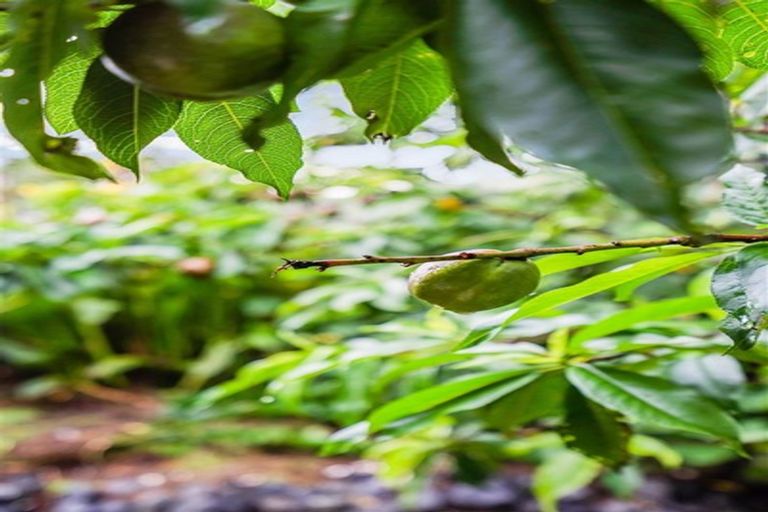 Photo of property in 14b Meldrum Street, Te Kamo, Whangarei, 0112