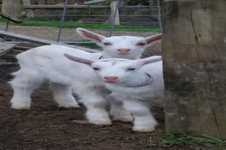 Photo of property in 260 Southernthread Road, Brooklyn, Wellington, 6021